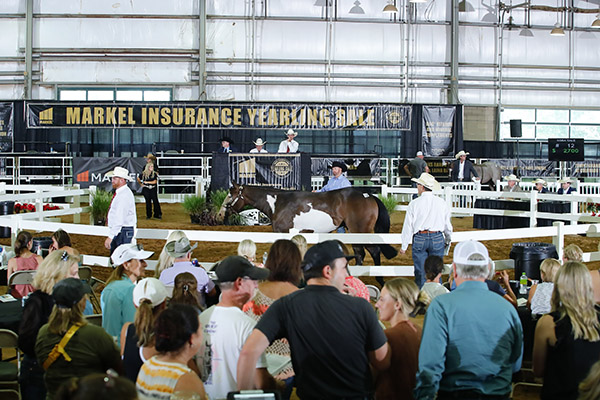NSBA Markel Insurance Yearling Sale Catalog Now Online