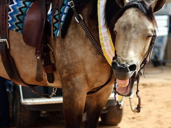 Around the Rings Candid Photos – 2025 APHA World Show
