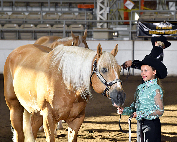 Around the Rings – 2025 Palomino HBA World Championship Show