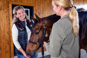Equine Sedation: A Guide for Horse Owners