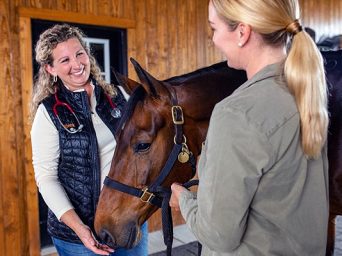 Equine Sedation: A Guide for Horse Owners