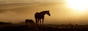 2025 AQHA Guidelines and Rules for Drugs and Medications