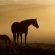2025 AQHA Guidelines and Rules for Drugs and Medications