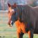 10 Tips for Caring for the Older Horse