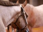 Who is Returning Monday for the L3 Showmanship 14-18 Finals?