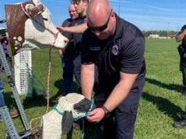 MSU Extension offers two Emergency Response to Accidents Involving Livestock (ERAIL) trainings in the Upper Peninsula