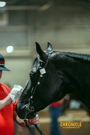 EC Photo of the Day – My Horses