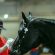 EC Photo of the Day – My Horses