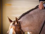 Who is Returning Sunday for the L3 Hunt Seat Eq 14-18 Finals?