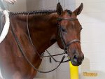 Around the Rings – 2025 AQHYA World Championship Show