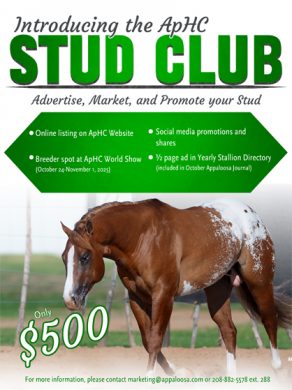 Introducing the ApHC Stud Club