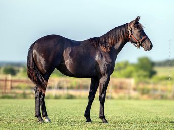 Ranch Auctions in Progress – Roping, Ranch, Barrel and Cow Horse Prospects