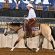 NSBA Expands World Show Ranch Classes