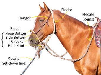 Types of Bitless Bridles: Traditional Hackamore