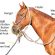 Types of Bitless Bridles: Traditional Hackamore