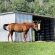 Eastern Equine Encephalitis Michigan Horse Health Alert