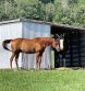 Eastern Equine Encephalitis Michigan Horse Health Alert