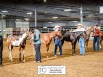 Around the Rings – 2025 Illinois PHA POR and Fall Futurity