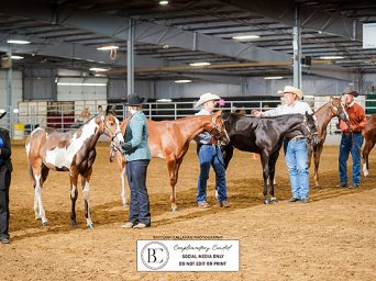 Around the Rings – 2025 Illinois PHA POR and Fall Futurity