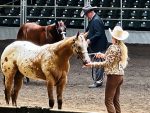 More Around the Rings with the G-Man – The Breeders’ Halter Futurity 2025