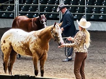 More Around the Rings with the G-Man – The Breeders’ Halter Futurity 2025