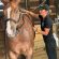 Benefits of Massage in Horses