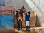 Around the Rings – 2025 North American Saddle Mule & Donkey Association Nationals