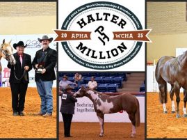 English, Drawdy & Watson Score Leading Titleholder Awards at 2025 Halter Million