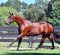 Congratulations to Tim and Amanda Smith on the Purchase of 2YO Stallion KASH MONEY