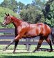 Congratulations to Tim and Amanda Smith on the Purchase of 2YO Stallion KASH MONEY