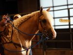 More Around the Rings – 2025 Arizona Fall Championship