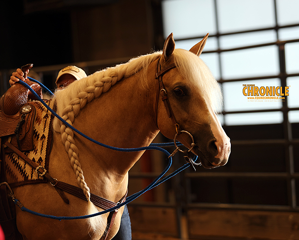More Around the Rings – 2025 Arizona Fall Championship