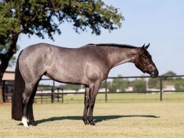 FLASH Auction for One Special Horse