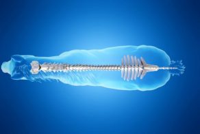 Using Ultrasound to Diagnose SI Joint Disease in Horses