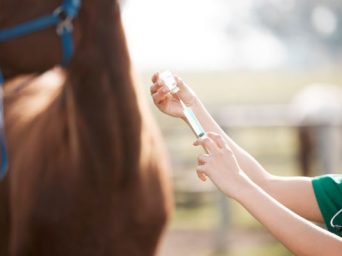 Zoetis and Wrangler National Finals Rodeo Continue Partnership to Strengthen Equine Biosecurity