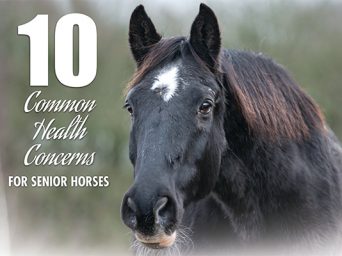 Ten Common Health Concerns For Senior Horses