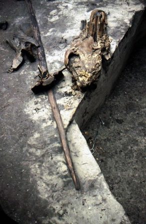 300,000-year-old Equine Genomes Reveal Deep Roots of Modern Horses