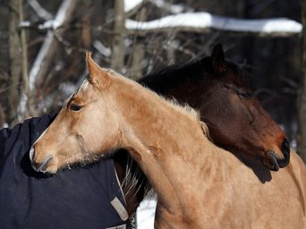 In Gratitude: An EC Blog by Paige Cerulli