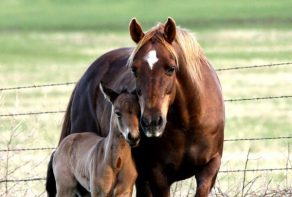 AQHA Registration Revamped
