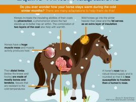 Winter Tips For Your Horse — Straight from the DVM