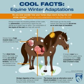 Winter Tips For Your Horse — Straight from the DVM