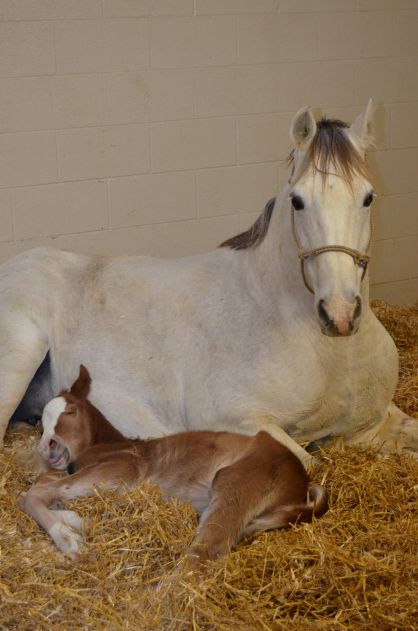 Masterson Farms LLC Announces Passing of Brandys Silver Sheik, 2000-2025