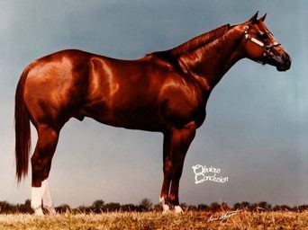Full Circle:  Legendary, late halter sire Obvious Conclusion is home to stay.