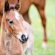 UK team builds a ‘genetic toolbox’ to stay ahead of equine rotavirus A, a common threat to foals