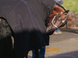 Can Humans Really See Pain in Horses? What New Research Reveals About Equine Facial Expression.