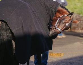 Can Humans Really See Pain in Horses? What New Research Reveals About Equine Facial Expression.