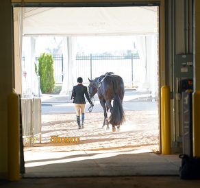 EC Photo of the Day — The Meaning of the Horse