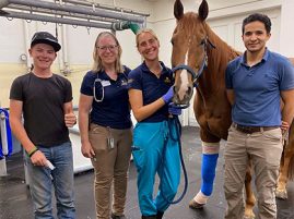 Injured Roping Horse Returns to Competition After Extensive Hospitalization and Rehabilitation