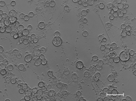 LSU Vet Med Researchers Investigating Equine Herpesvirus