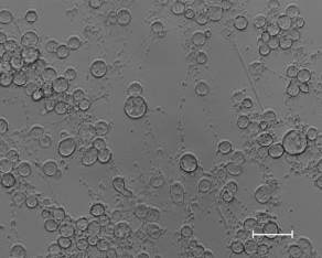 LSU Vet Med Researchers Investigating Equine Herpesvirus